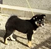 柴犬(標準サイズ)【島根県・女の子・2024年10月3日・黒】の写真5