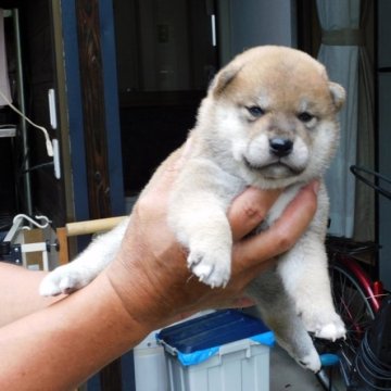 柴犬(標準サイズ)【島根県・男の子・2023年7月27日・赤】の写真「奇麗な赤毛です。レベル高い仔。」