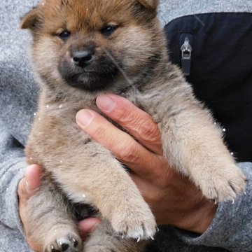 柴犬(標準サイズ)【島根県・男の子・2023年11月15日・赤胡麻】の写真「胡麻毛になると思います。」