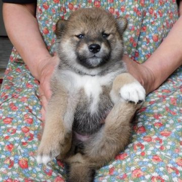 柴犬(標準サイズ)【島根県・女の子・2023年4月29日・赤】の写真「現状少し黒っぽいですが、生後7か月後には濃い目の赤」