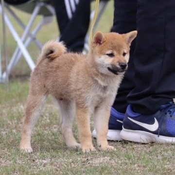 柴犬(標準サイズ)【島根県・男の子・2024年7月17日・赤】の写真「父親は日保展本部賞完成犬。優秀血統のかわいい仔。」