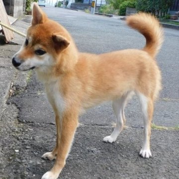 柴犬(標準サイズ)【島根県・女の子・2023年2月17日・赤】の写真「見た目がかわいい仔です。殆どなきません。」