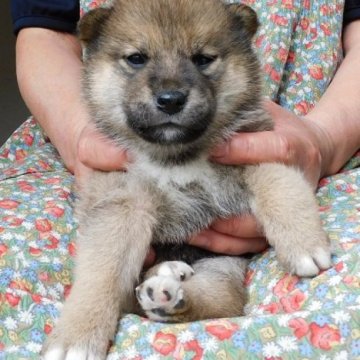 柴犬(標準サイズ)【島根県・女の子・2023年4月29日・赤】の写真「現状少し黒っぽいですが、成長と共に濃い目の赤になり」