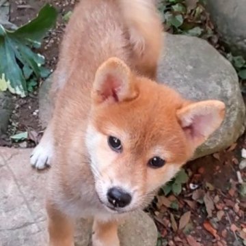 柴犬(標準サイズ)【島根県・男の子・2024年7月7日・赤】の写真「奇麗な赤毛です。優秀血統のかわいい仔。」