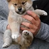 柴犬(標準サイズ)【島根県・男の子・2023年11月10日・赤】の写真1「12月17日撮影」