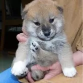 柴犬(標準サイズ)【島根県・男の子・2024年3月2日・赤】の写真1「眠りたいところを我慢して撮影しました。他の写真も同様です。」