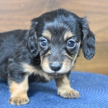 ミニチュアダックスフンド(ロング)【大分県・男の子・2024年11月7日・ブラックタン】の写真「可愛い男の子です。両親共遺伝子検査クリアです。」