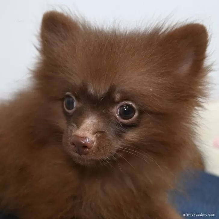 森のくまさん 様のお迎えした子犬