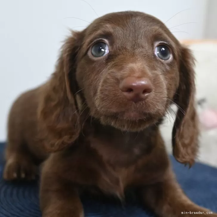 みもか 様のお迎えした子犬