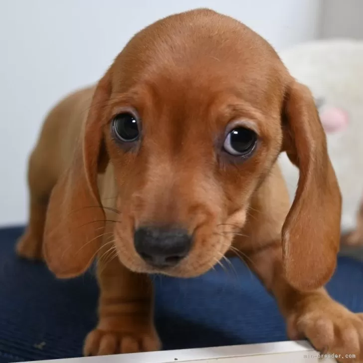 モモ 様のお迎えした子犬