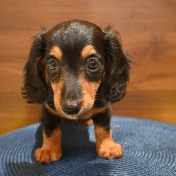 ミニチュアダックスフンド(ロング)【大分県・女の子・2023年5月14日・ブラックタン】の写真「おとなしくて可愛い女の子です♪」