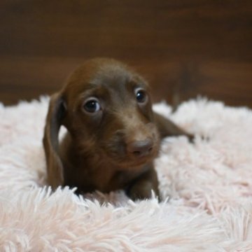 カニンヘンダックスフンド(ワイアー)【大分県・男の子・2023年4月28日・チョコソリッド】の写真「元気な男の子です♪　PRA発症しません。」