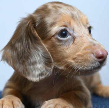 カニンヘンダックスフンド(ロング)【大分県・男の子・2023年6月12日・チョコダップル】の写真「4兄弟のかわいい男の子です♪」