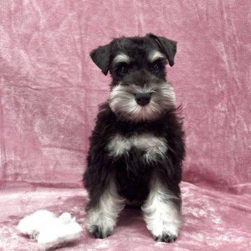 ミニチュアシュナウザー【大阪府・女の子・2025年7月27日・ブラック&シルバー】の写真「ママJKC.CH✨とっても明るい女の子です💖」