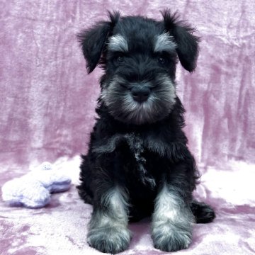 ミニチュアシュナウザー【大阪府・男の子・2025年7月27日・ブラック&シルバー】の写真「ママJKC.CH✨とっても明るい男の子です✨」