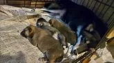 柴犬(標準サイズ)【三重県・女の子・2025年2月28日・胡麻】の写真4「仔犬さんの川の字です」