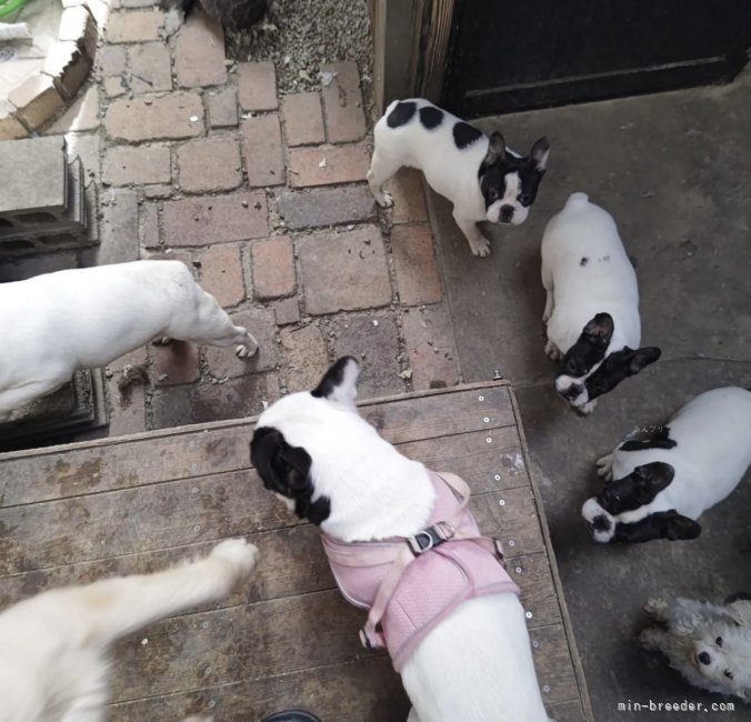 みんなでたわむれ中🐶🐶💕｜松本　るり子(まつもと　るりこ)ブリーダー(兵庫県・フレンチブルドッグなど・JKC登録)の紹介写真4