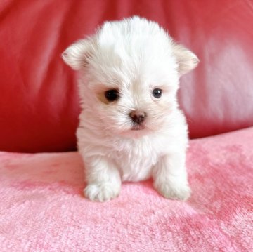 マルチーズ【兵庫県・女の子・2024年9月8日・ホワイト】の写真「つぶらな瞳がたまりません💕🐶」