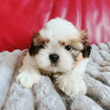 シーズー【兵庫県・男の子・2024年9月15日・ホワイトゴールド】の写真「モフモフでかわいいです💕 掲載11月10日まで」