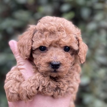 福岡県 高木 昇剛 たかき しょうご ブリーダー みんなのブリーダー