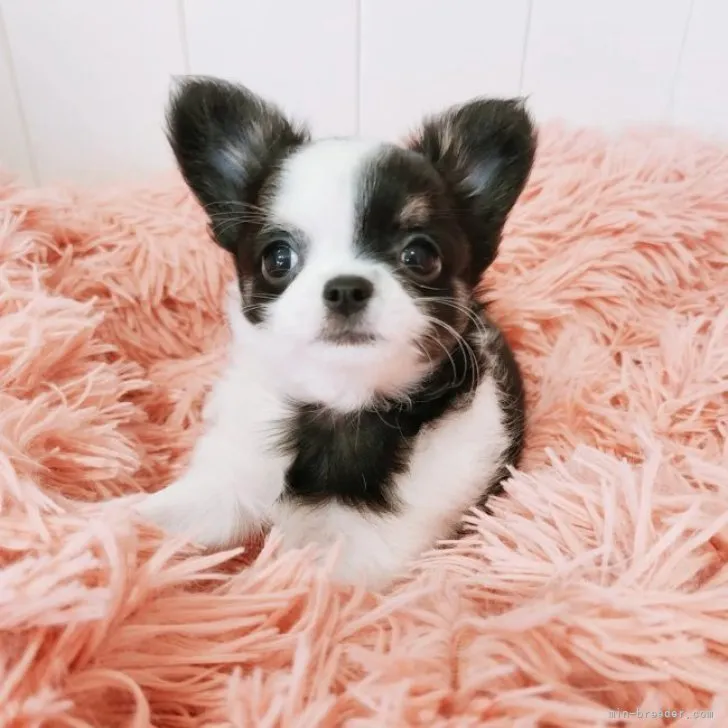 ケンゴ 様のお迎えした子犬