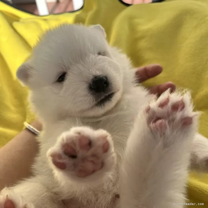 太田 様のお迎えした子犬