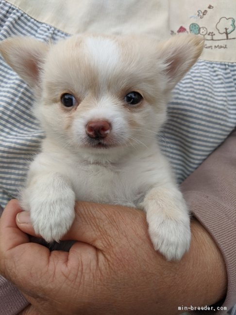 子犬をお迎えいただいたお客様の声 口コミ 評判 広島県 みんなのブリーダー