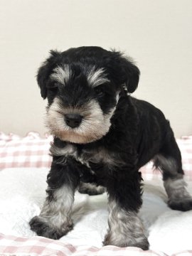 ミニチュアシュナウザー【岐阜県・男の子・2025年8月17日・ブラックシルバー】の写真「👑爆毛、色濃、バランス良い👑
両親遺伝検査クリ」