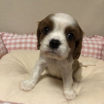 キャバリア【岐阜県・男の子・2024年7月28日・ブレンハイム】の写真「お顔まんまんる、お目クリクリ、」