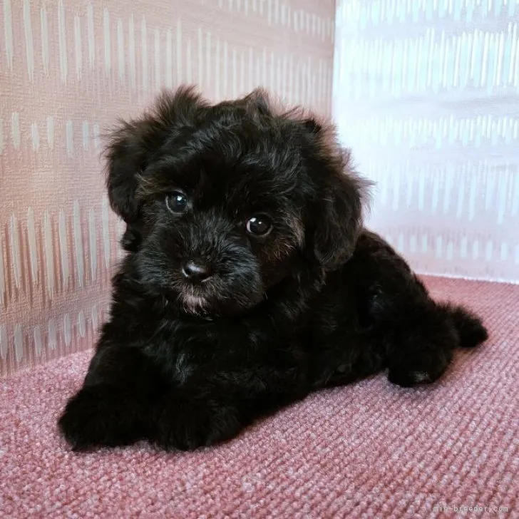 宮崎　とあ 様のお迎えした子犬