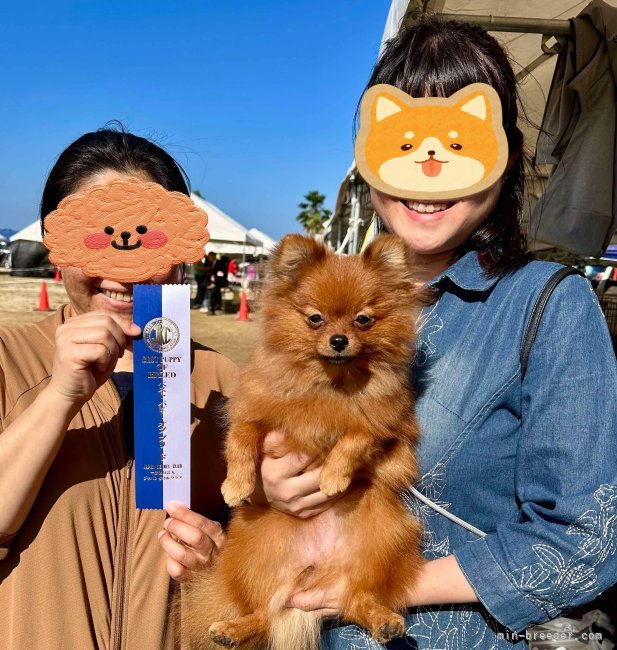 PUPPY｜木下　聖子(きのした　せいこ)ブリーダー(福岡県・チワワ(ロング)など・JKC登録)の紹介写真7