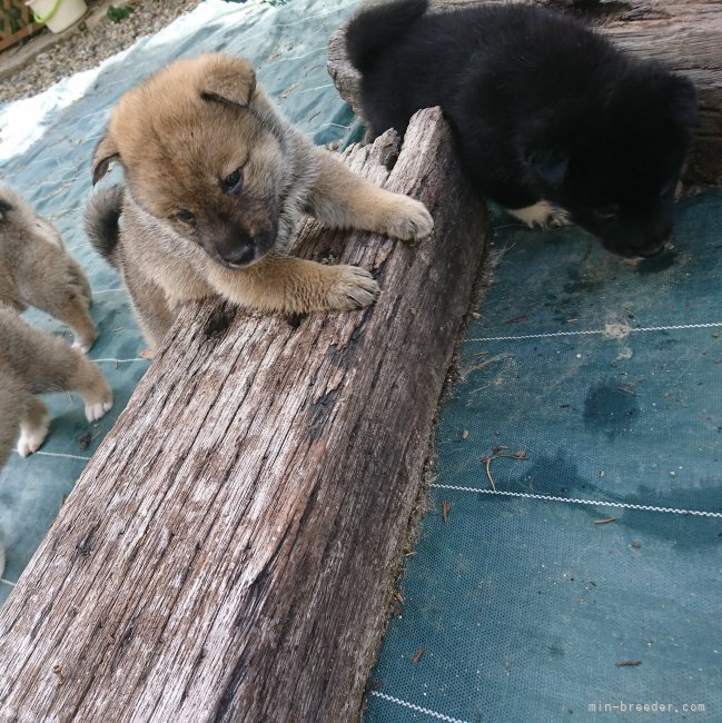 子犬達は庭をドッグラン代わりに自由に運動しながら育ちます。｜中島　加央里(なかしま　かおり)ブリーダー(京都府・四国犬など・JKC/日本犬保存会登録)の紹介写真4