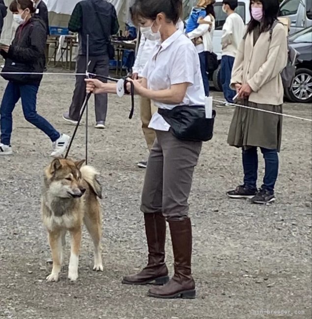 犬種を学ぶ為、展覧会へも積極的に出陳しています。｜中島　加央里(なかしま　かおり)ブリーダー(京都府・四国犬など・JKC/日本犬保存会登録)の紹介写真5