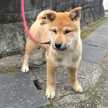 四国犬【京都府・男の子・2024年10月19日・赤胡麻】の写真「ガッチリした良い体躯の男の子です！」