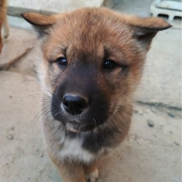 四国犬【京都府・男の子・2024年10月23日・胡麻】の写真「ガッチリ大きな男の子です」