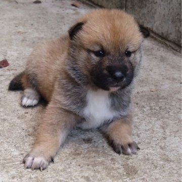 四国犬【京都府・男の子・2024年10月19日・赤胡麻】の写真「とても可愛い顔立ちをしています！」