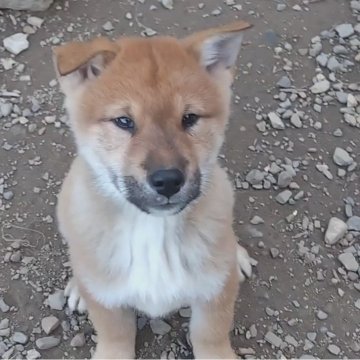 四国犬【京都府・男の子・2024年10月19日・赤胡麻】の写真「お顔の可愛い男の子です！」