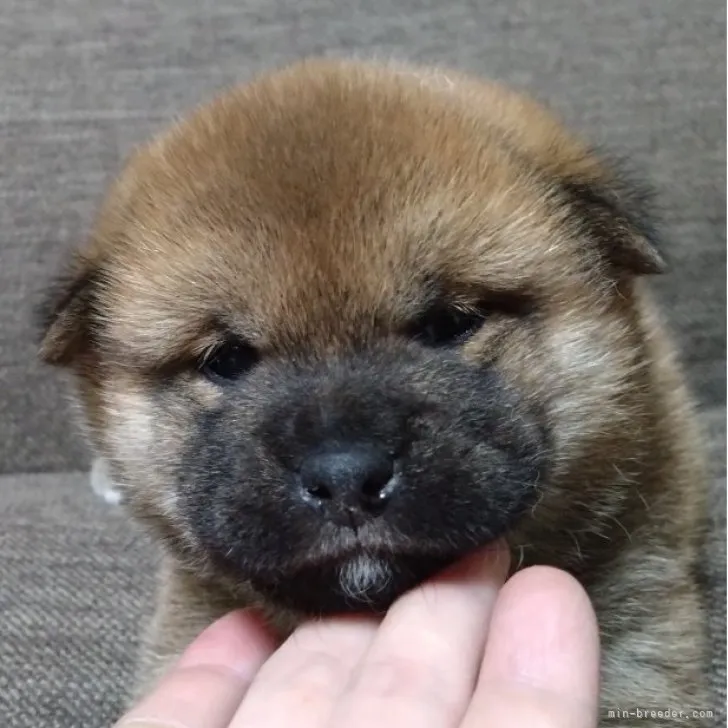 りこママ 様のお迎えした子犬