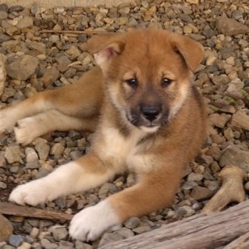 四国犬【京都府・女の子・2023年4月2日・胡麻】の写真「希少犬種！天然記念物四国犬です」