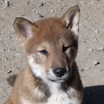 四国犬【京都府・男の子・2023年10月5日・胡麻】の写真「希少！四国犬の男の子」