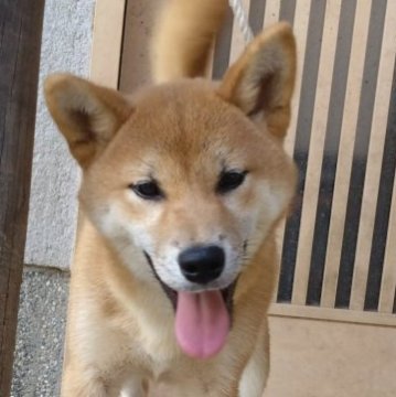 柴犬(標準サイズ)【京都府・男の子・2023年2月13日・赤】の写真「生後5ヶ月　大変美男子です！」