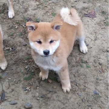 柴犬(標準サイズ)【京都府・男の子・2023年9月28日・赤】の写真「力強く雄らしい良い顔です！ハイクオリティ柴犬！」