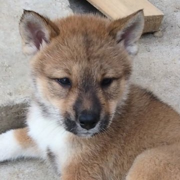 四国犬【京都府・女の子・2024年7月26日・赤胡麻】の写真「明るく素直なお利口さんの女の子です」