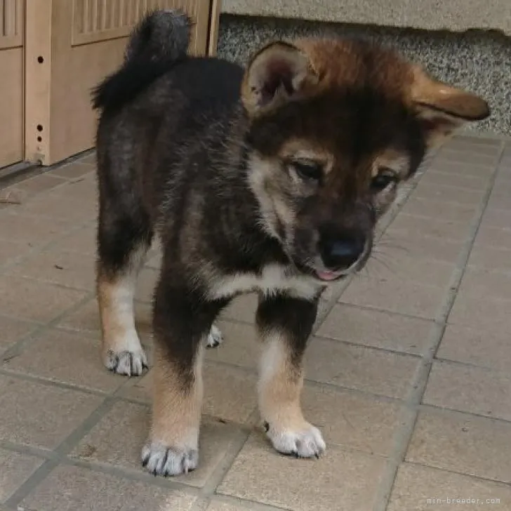 Rin 様のお迎えした子犬