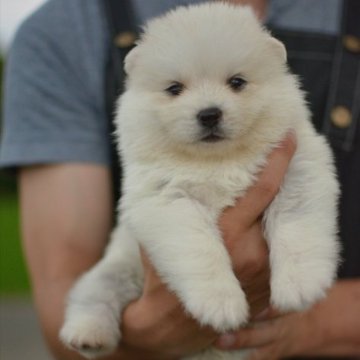 ポンスキー(ハスキー×ポメラニアン)【埼玉県・男の子・2023年5月5日・クリーム&ホワイト】の写真「両親外産、ポメ寄りのポンスキー♪分割払いOk~」