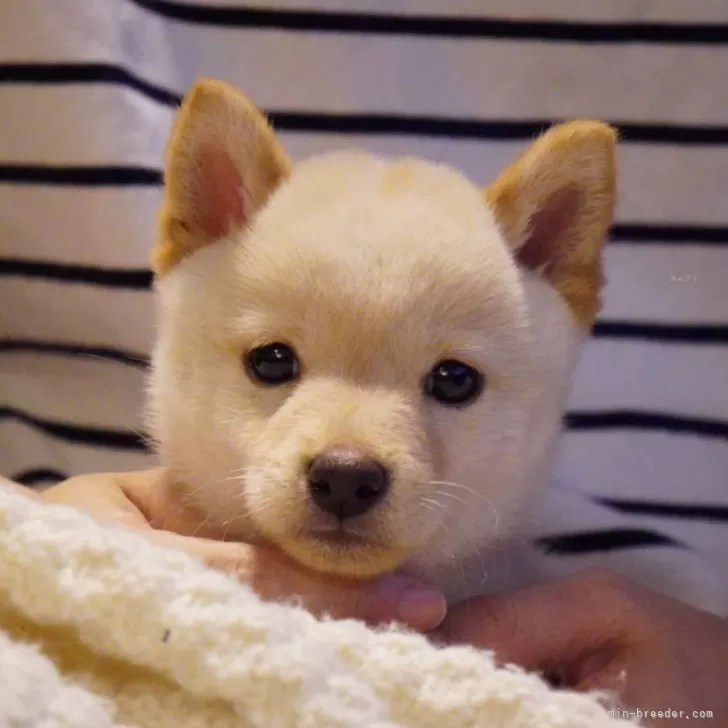 くうちゃん 様のお迎えした子犬