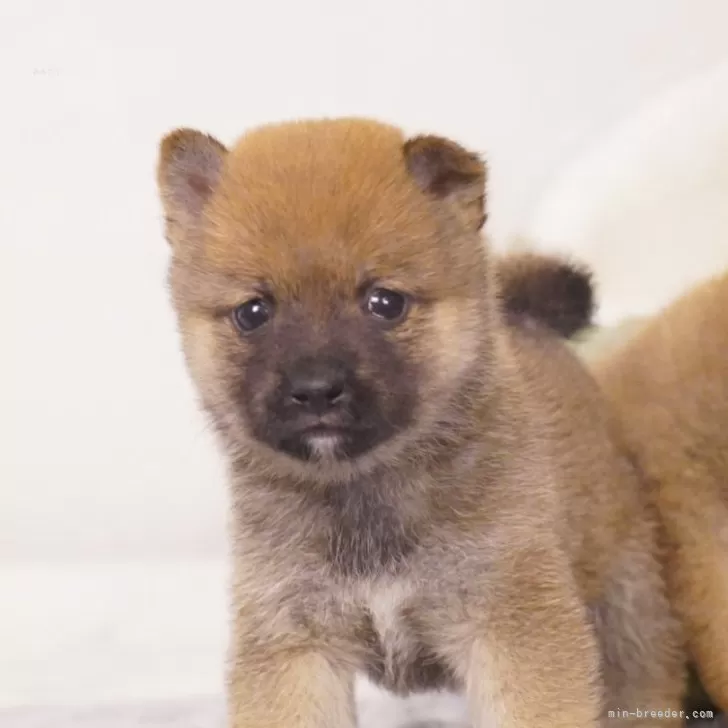 S 様のお迎えした子犬