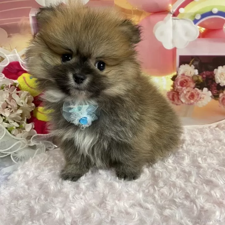 R.K 様のお迎えした子犬