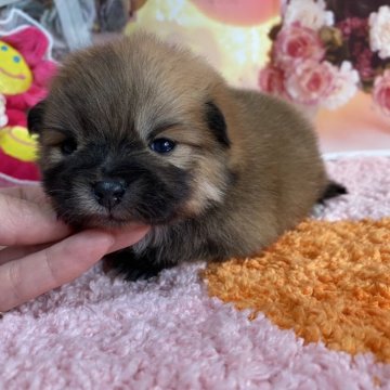 ポメラニアン【神奈川県・男の子・2024年12月30日・オレンジ】の写真「ポッチャリタイプ💕」