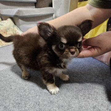 チワワ(ロング)【神奈川県・男の子・2023年6月8日・チョコレートタン】の写真「8匹兄弟で生まれて、すくすくと育ってる元気な子」